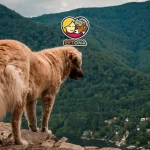 وفادارترین نژادهای سگ جهان