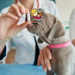 دارو دادن به حیوانات خانگی