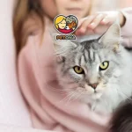 بلوغ گربه ها