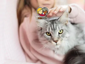 بلوغ گربه ها