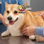 واکسن های ضروری سگ