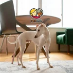 بهترین نژاد سگ آپارتمانی