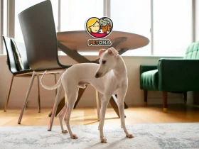 بهترین نژاد سگ آپارتمانی