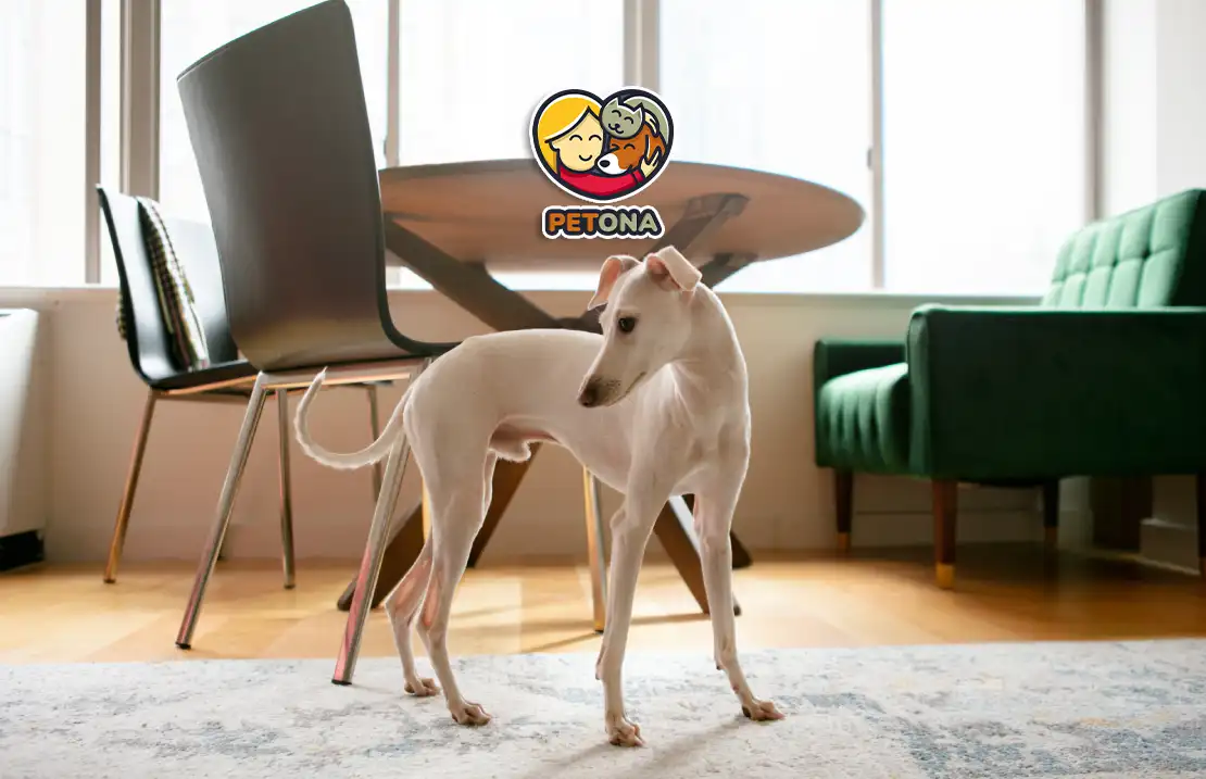 بهترین نژاد سگ آپارتمانی