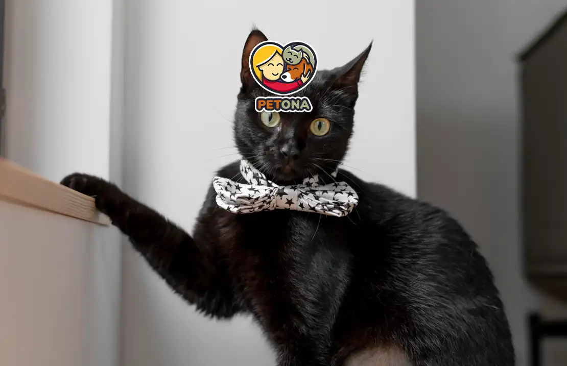 گربه تاکسیدو