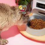 میزان غذای گربه در روز