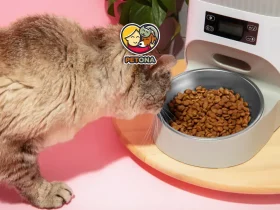 میزان غذای گربه در روز