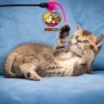 بهترین روش‌های بازی با گربه خانگی