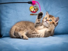 بهترین روش‌های بازی با گربه خانگی