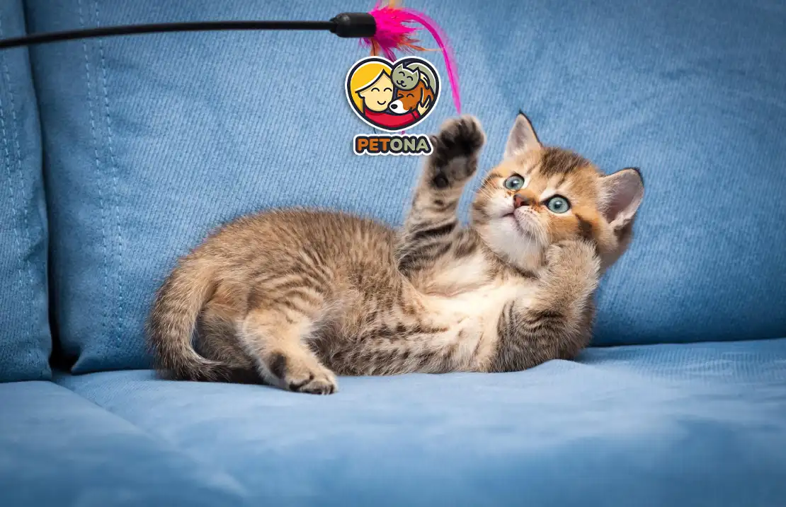 بهترین روش‌های بازی با گربه خانگی