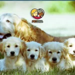 سگ گلدن رتریور