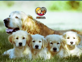 سگ گلدن رتریور