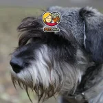 کدام نژاد سگ ریزش مو ندارد