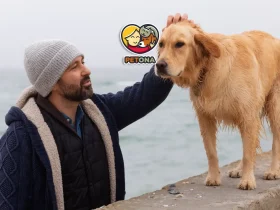 هزینه نگهداری سگ در ایران