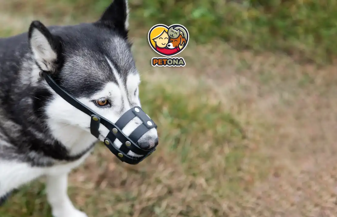 پوزه ‌بند برای سگ