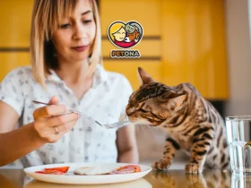 دلایل بی اشتهایی گربه‌ها