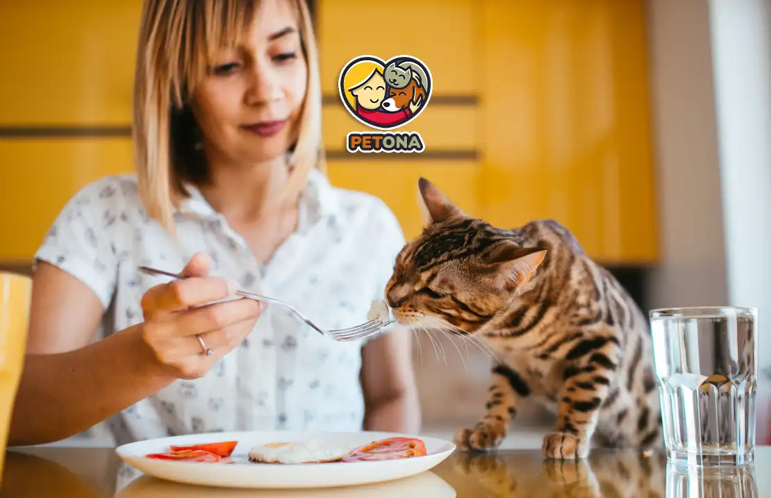 دلایل بی اشتهایی گربه‌ها