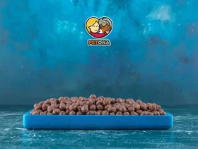 خرید غذای گربه با کیفیت در مشهد