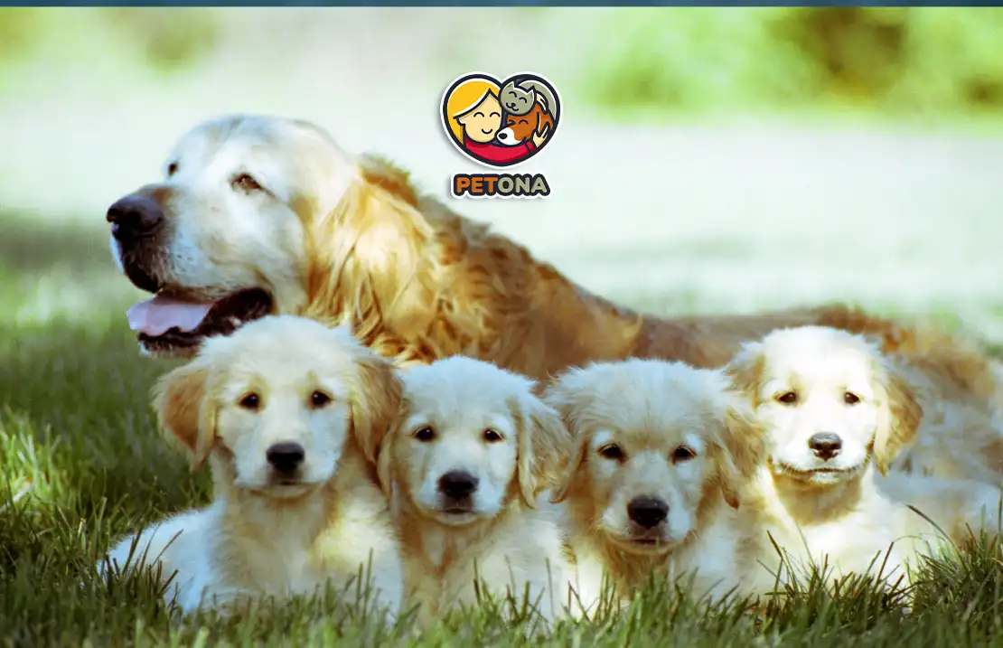 سگ گلدن رتریور