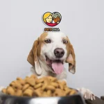 بهترین غذای خشک سگ و گربه