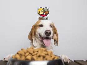 بهترین غذای خشک سگ و گربه