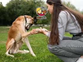 آموزش دست دادن به سگ