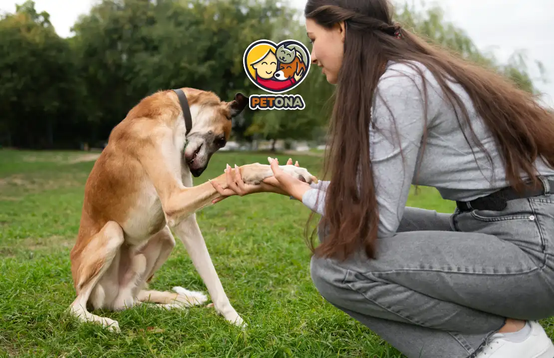 آموزش دست دادن به سگ