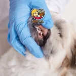 علت افتادن دندان سگ