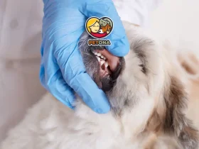 علت افتادن دندان سگ