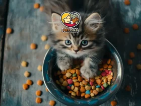 بهترین غذای گربه رویال کنین