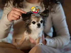 بهترین برس و شانه برای سگ