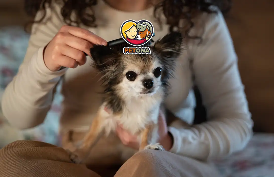 بهترین برس و شانه برای سگ