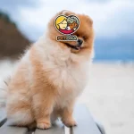 سگ پامرانین