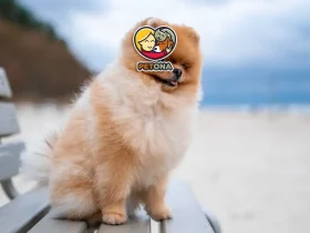 سگ پامرانین