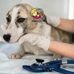 درمان نفس نفس زدن سگ