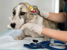 درمان نفس نفس زدن سگ