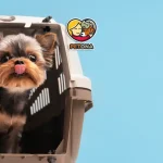 باکس حمل سگ و گربه