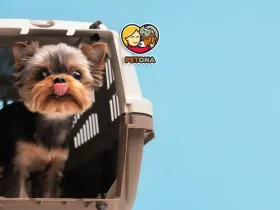 باکس حمل سگ و گربه