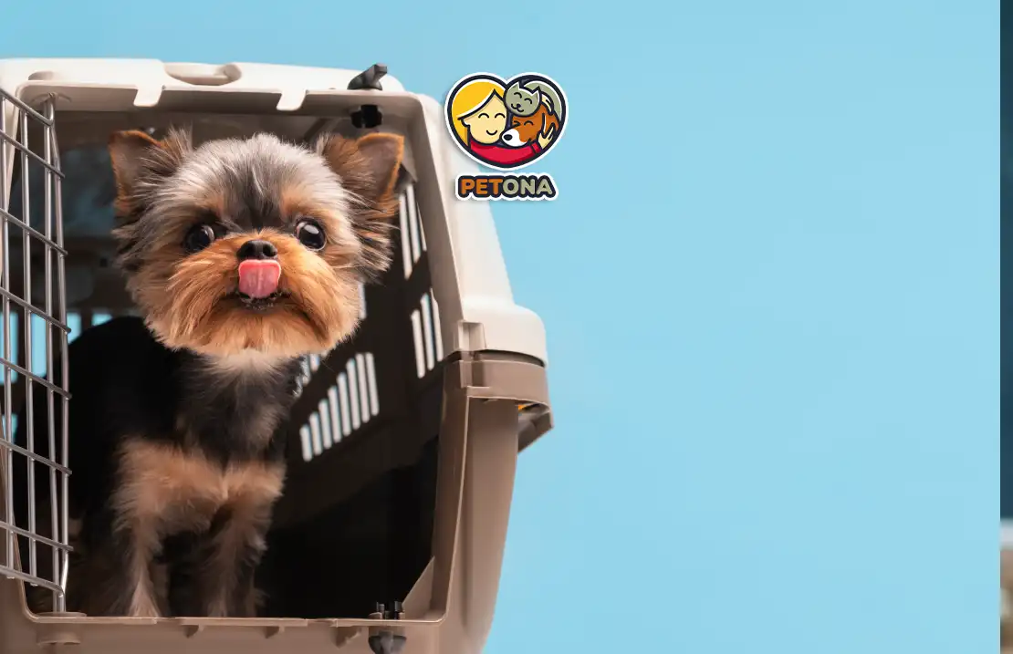 باکس حمل سگ و گربه