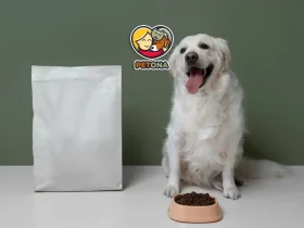 کدام غذای سگ بهتر است