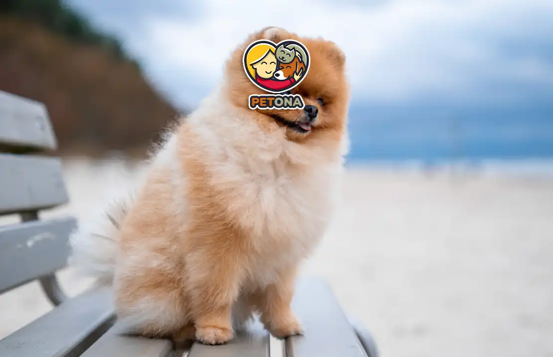 سگ پامرانین