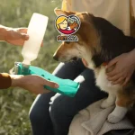 نگهداری صحیح از سگ