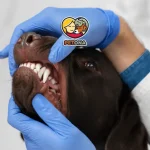 درمان بوی بد دهان سگ‌ها