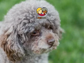 سگ بیچون فریز