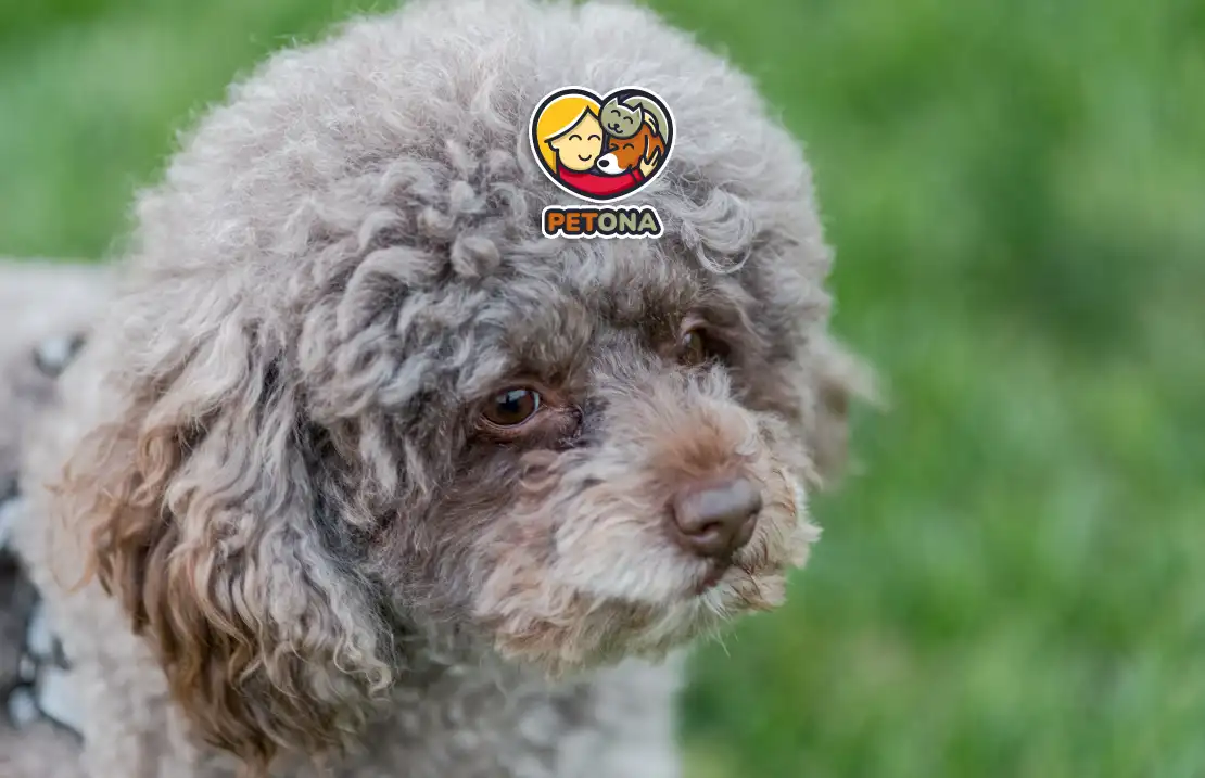 سگ بیچون فریز