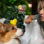 مسواک زدن دندان سگ