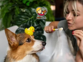 مسواک زدن دندان سگ