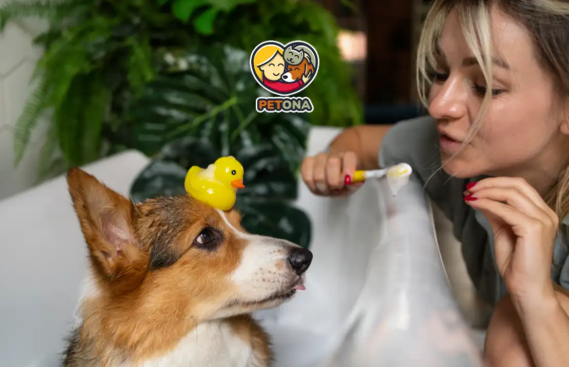 مسواک زدن دندان سگ