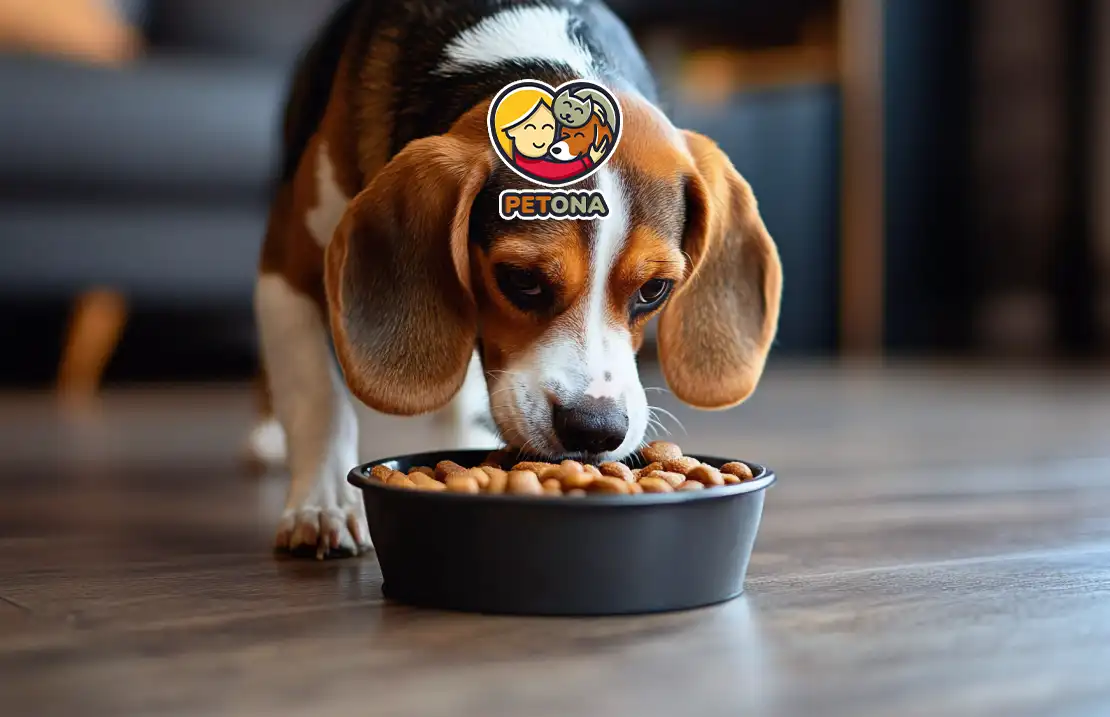 بهترین غذای سگ